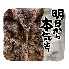 かわいいフクロウを詰め込んだスタンプ