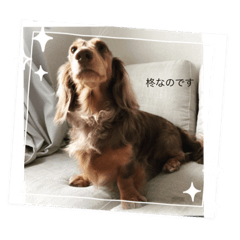 柊(しゅうくん)犬だよ。Mダッケスなの♡