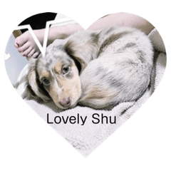 柊君ミニチュアダックス♡