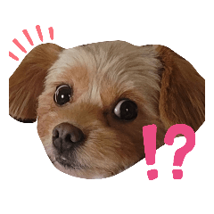 うちの犬ぷーさん