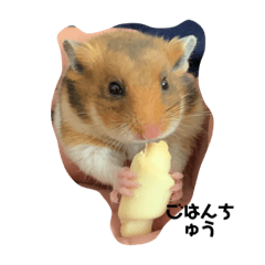 我が家のはむさんたち〜