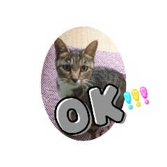 きのむくまま猫バージョン