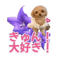 トイプーティナちゃん9キキョウとデカ文字