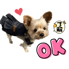 可愛いヨーキー♡ベルちゃんスタンプ♡