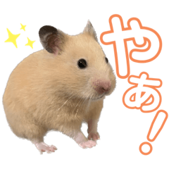 きういすたんぷ。