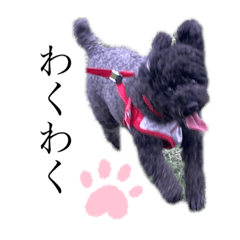 くろいぬスタンプ1
