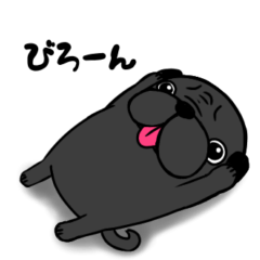 黒パグのくぅ〜。