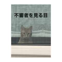 猫教 1