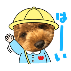 トイプーとキャバリアのMIXのべるくん