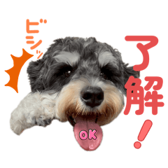 シュナウザーでん六