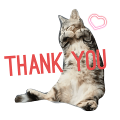 猫のメイ_【1】