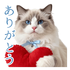 心に寄り添う♡癒しのラグドール猫
