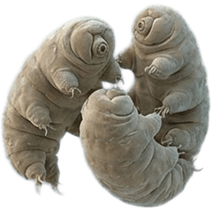 BIG! クマムシ　実写