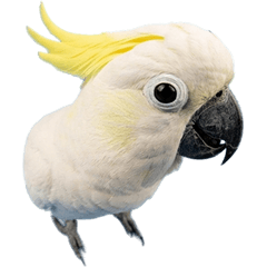 BIG! キバタン　実写