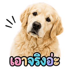Cute Golden Retriever V.6