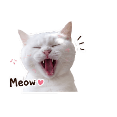 whipcream ( white cat )
