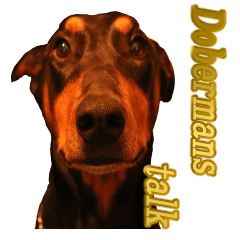 ドーベルマンズ トーク