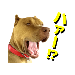 続・表情の豊かすぎるピットブル犬ロジャー