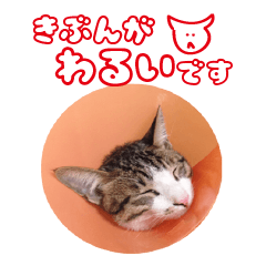 ねこドチはあなたのしょくばのパートナー