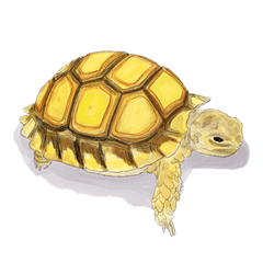 One tortoise's village