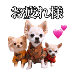 うえむらさんちのちわわたち