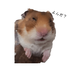 ハムスターまる