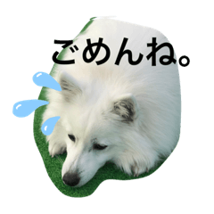 日本スピッツゆずリク