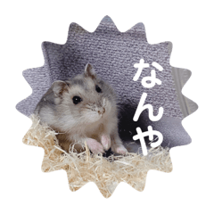 ハムスターの日常(ブルーサファイア編)