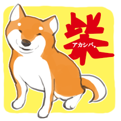 柴犬ちゃん（赤柴）