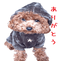 かわいいトイプードルのムック