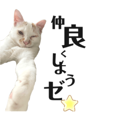 感情豊かな猫小梅