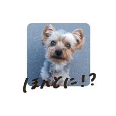 カープくんのスタンプ②