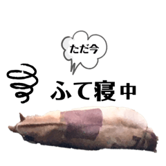 ホーストレッキングファーム三浦海岸の馬3