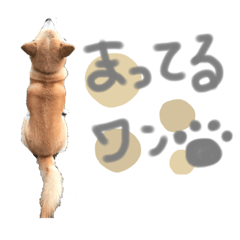 林家わんにゃんスタンプ