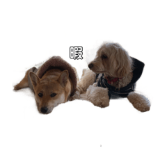 痩せてる愛犬家こうき