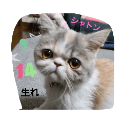 プリティエキゾ