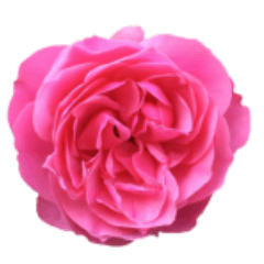 使える！薔薇スタンプ