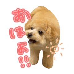 ほたてまるの日常