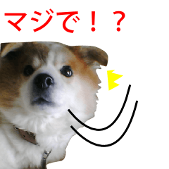 気持ちが伝わる⁉お犬様のキモチ