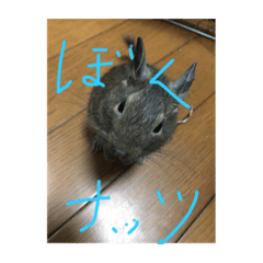 ぼくのナッツ
