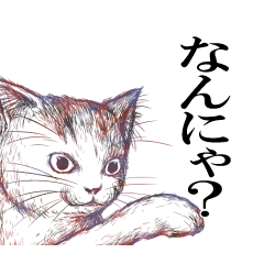 ぼんこのリアル猫