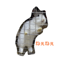 すみっころの日常