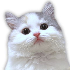 ニャンチューバーつくし