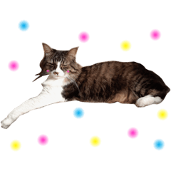 モフねこマリン