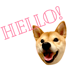 柴犬 かわいいまめちゃん