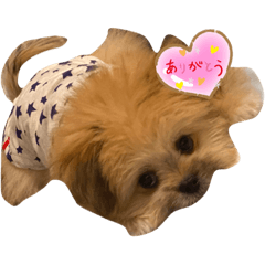 シーポメ　ぼす