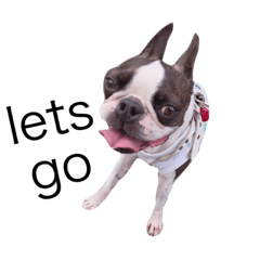 ボストンテリア こたろおさん