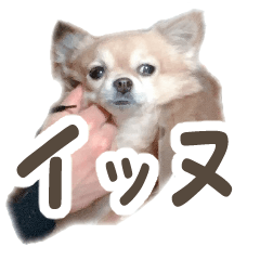 チワワイッヌ（犬）のりんこ