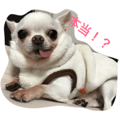 ぺろっこあーたん