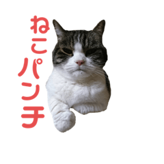 Qooにゃんスタンプ